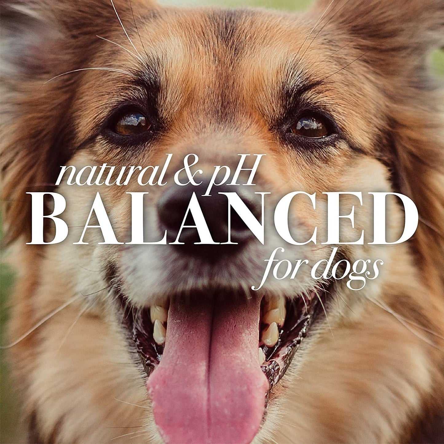 Natural Itch Soothing Shampoo for Dogs | Made with Avocado & Honeysuckle | Best Dog Shampoo for Fast Itch Relief | Itch Relieving Dog Shampoo, 16 Oz 2 Pack