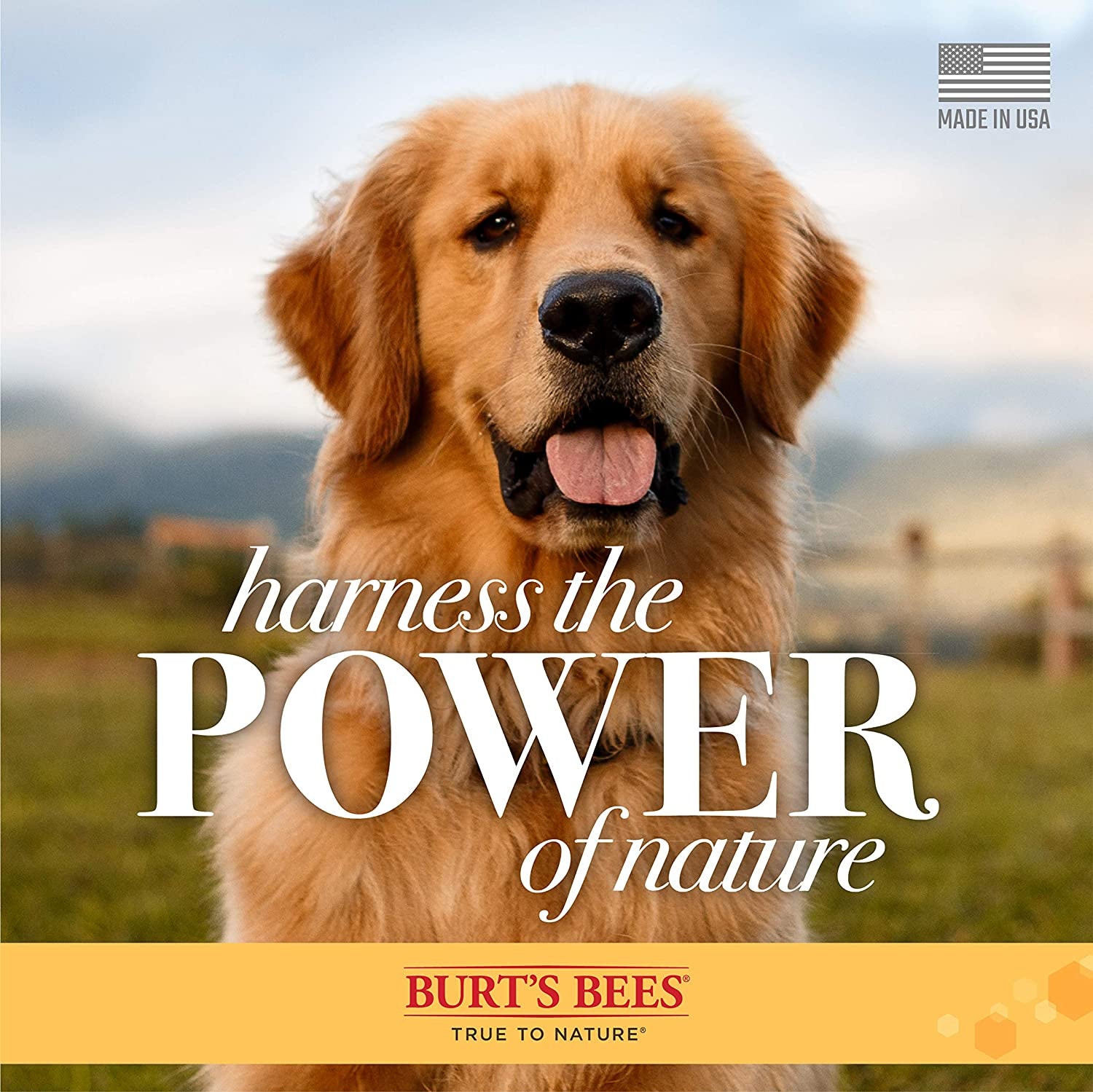 Natural Itch Soothing Shampoo for Dogs | Made with Avocado & Honeysuckle | Best Dog Shampoo for Fast Itch Relief | Itch Relieving Dog Shampoo, 16 Oz 2 Pack